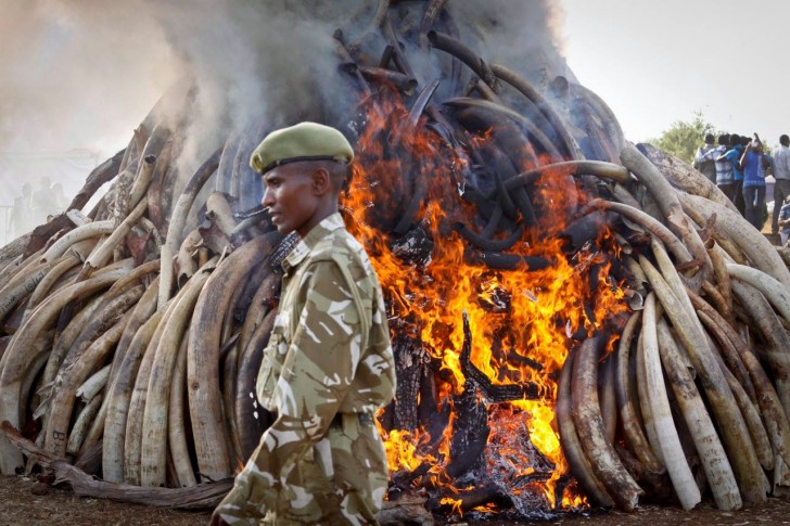 15 ton kości słoniowej odebranej kłusownikom spłonęło w Kenii