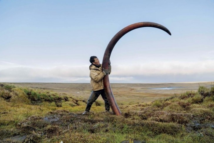 Cios mamuta wydobyty z koryta rzeki na Syberii.