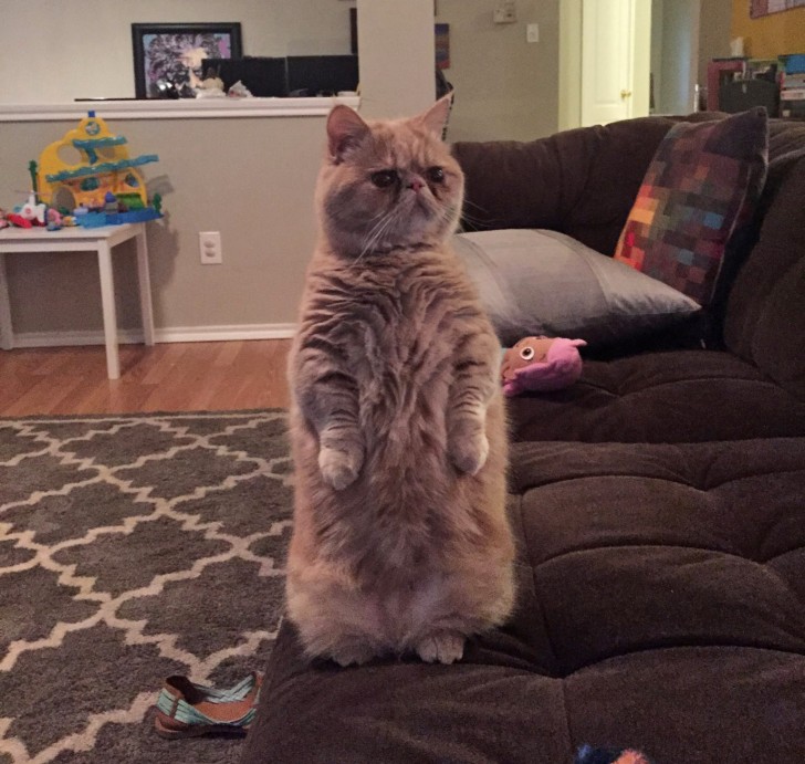 George - kot stojący na dwóch łapach