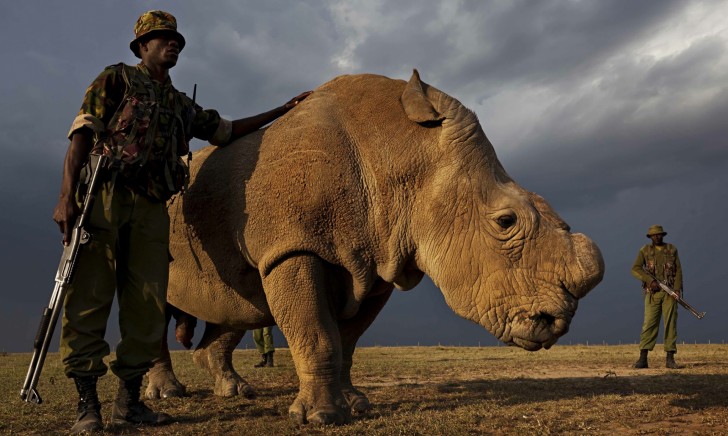 Ostatni samiec nosorożca białego północnego na świecie. Jest pod stałą opieką uzbrojonej straży, która czuwa nad nim 24 godziny na dobę