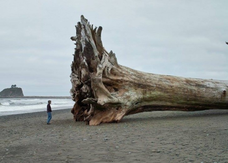 To drzewo zostało wyrzucone na brzeg