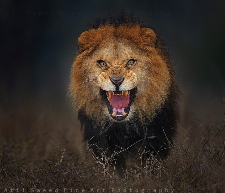 lion-attack-photo-portrait-wildlife-photography-atif-saeed-10
