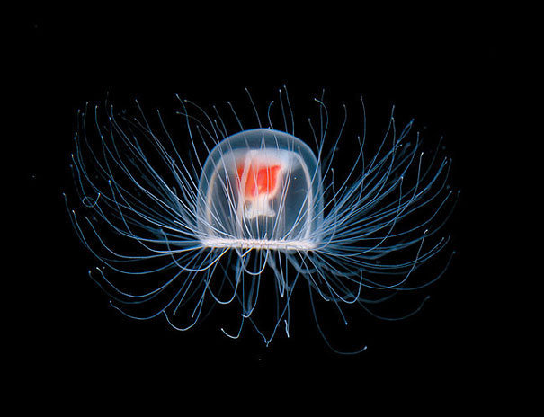 Turritopsis nutricula - nieśmiertelna meduza
