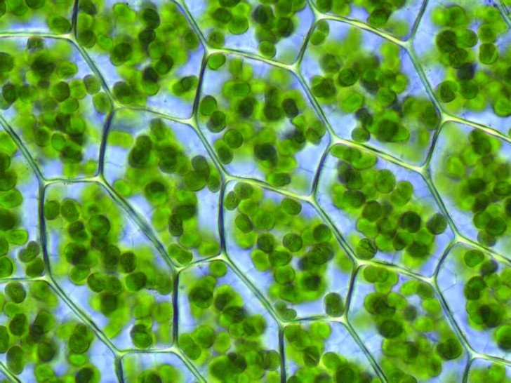 Plagiomnium_affine_laminazellen