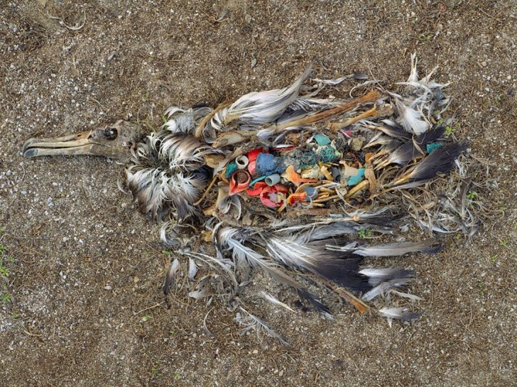You Will Want To Recycle Everything After Seeing These Photos! - Albatross Killed By Excess Plastic Ingestion (North Pacific)