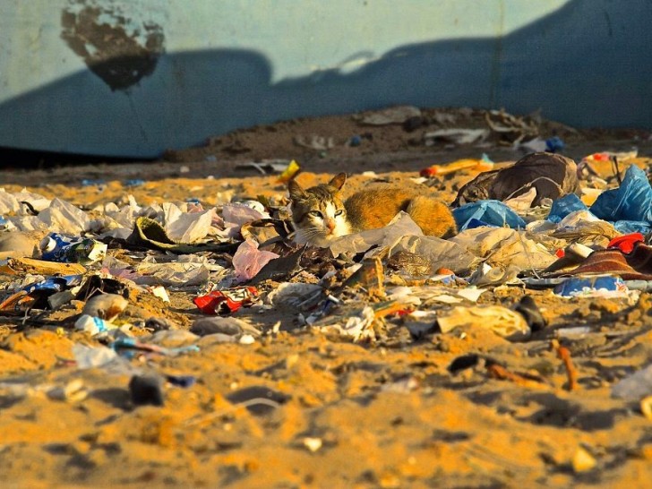 You Will Want To Recycle Everything After Seeing These Photos! - Cat Sunning In Trash (Wetsahara, Morocco)