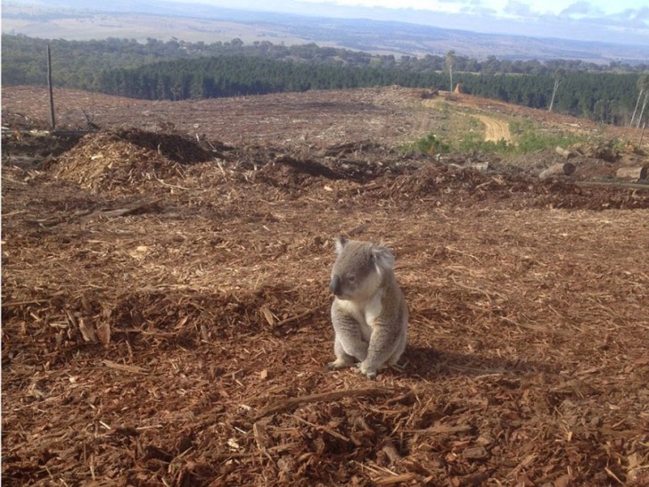 You Will Want To Recycle Everything After Seeing These Photos! - Homeless Koala