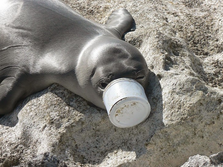You Will Want To Recycle Everything After Seeing These Photos! - Seal’s Nose Trapped In Plastic Waste