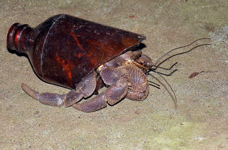 You Will Want To Recycle Everything After Seeing These Photos! - This Crab Lives In An Old Bottle