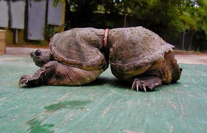 You Will Want To Recycle Everything After Seeing These Photos! - Trapped In Plastic, This Turtle’s Waist Couldn’t Grow (1)