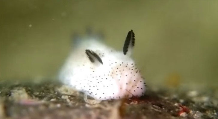 cute-bunny-sea-slug-jorunna-parva-10