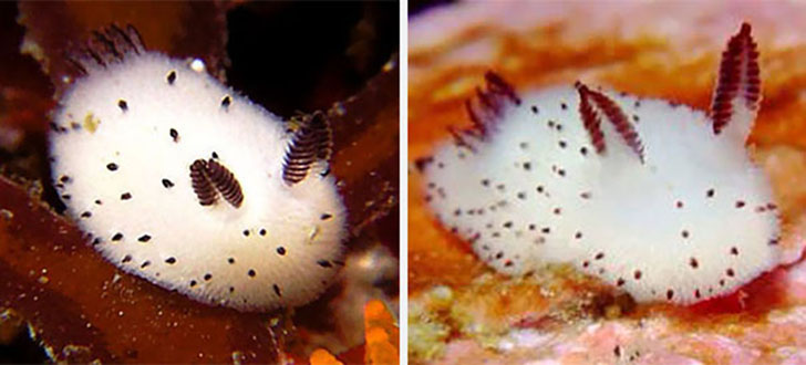 cute-bunny-sea-slug-jorunna-parva-12