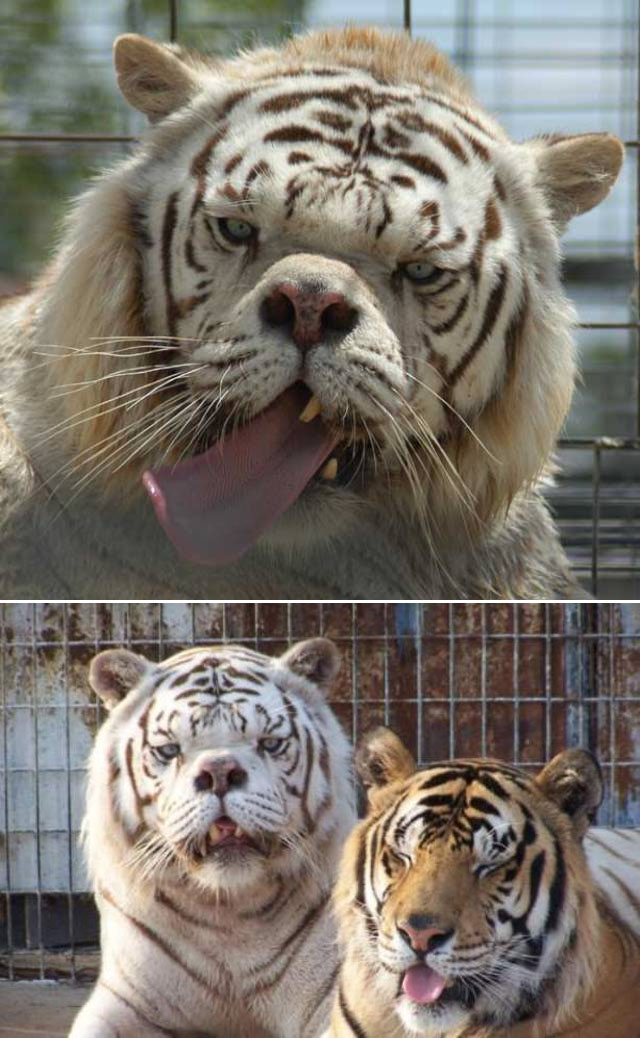 Kenny - biały tygrys z zespołem Downa, który zmarł w 2008 r.; wszystkie białe tygrysy są wynikiem chowu wsobnego, przez co podatne są na wady genetyczne