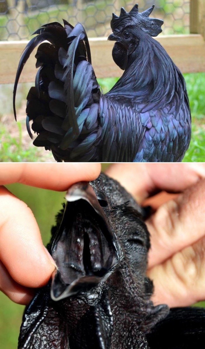 Ayam Cemani - pochodzące z Indonezji prawdziwie death-metalowe kurczaki - nawet ich organy wewnętrzne są czarne
