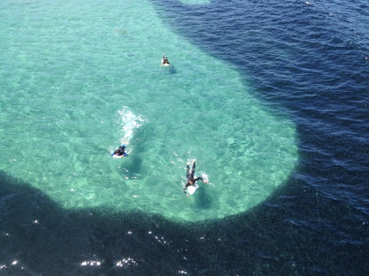on-july-8-a-giant-school-composed-of-millions-of-northern-anchovies-invaded-la-jolla-california