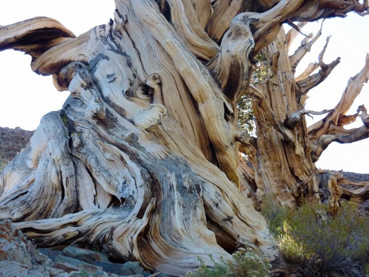 the-oldest-tree-on-the-planet-40182