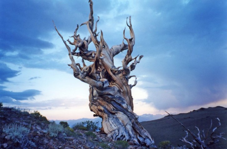 the-oldest-tree-on-the-planet-53297