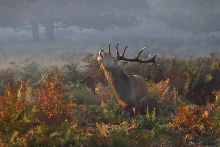 this-nature-shot-from-londons-richmond-park-titled-stag-deer-bellowing-by-prashant-meswani-was-an-honorable-mention-in-national-geographics-2014-photo-contest