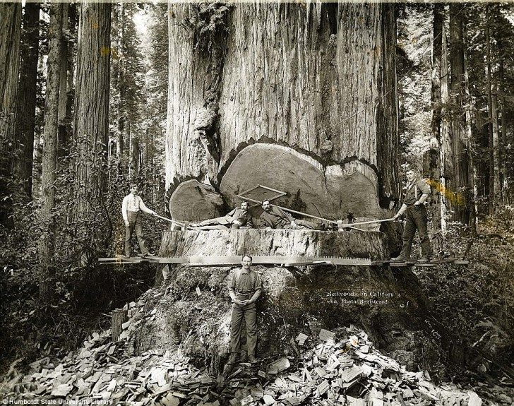 historical-photos-pt3-california-lumberjacks