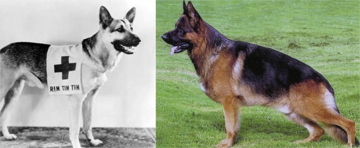Oto jak zmieniły się rasy psów przez ostanie sto lat