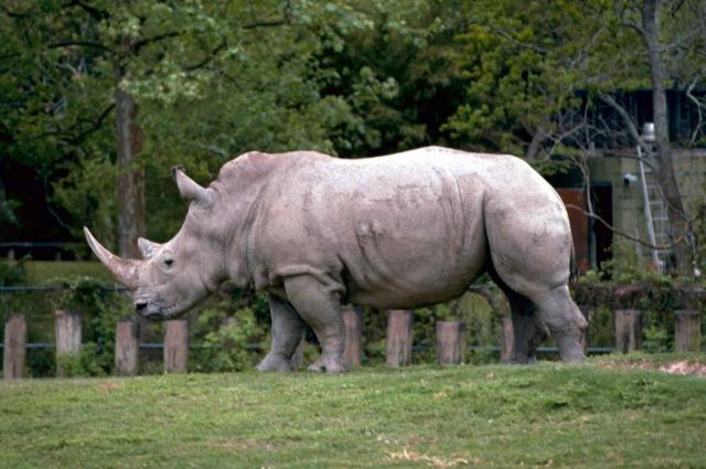 White_rhinoceros_or_square_lipped_rhinoceros_african_mammal_ceratotherium_simum