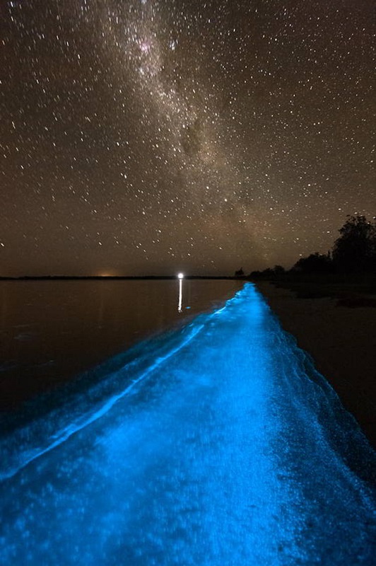 algae-bioluminescence-and-night-phenomena