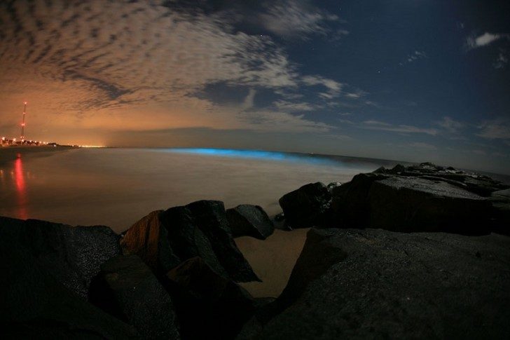 algae-bioluminescence-landscape