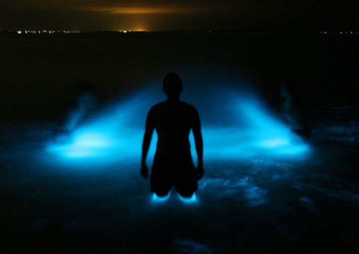 algae-bioluminescence-people