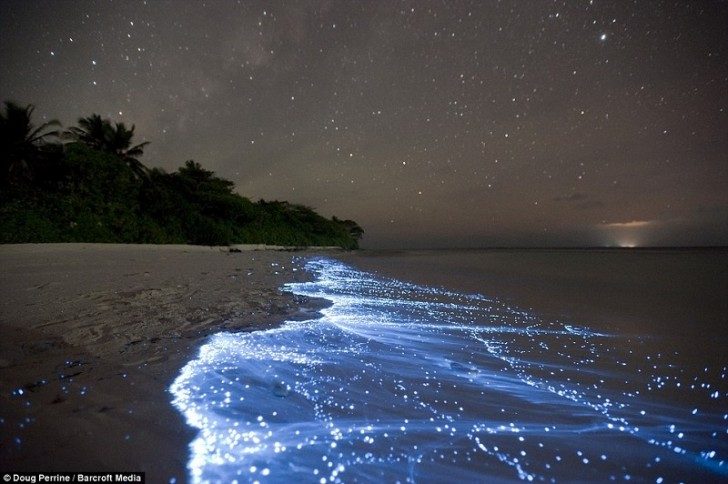 algae-bioluminescence-sparkling-coast