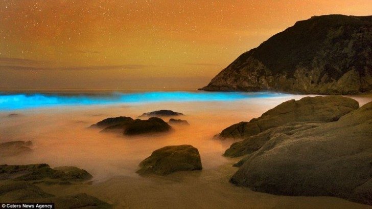 algae-bioluminescent-glow-954x535
