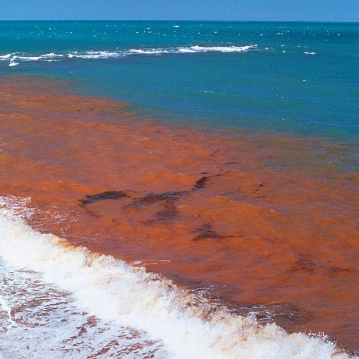 algae-red-tide-beach