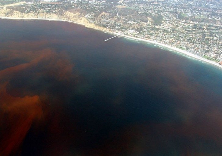 algae-red-tide-california