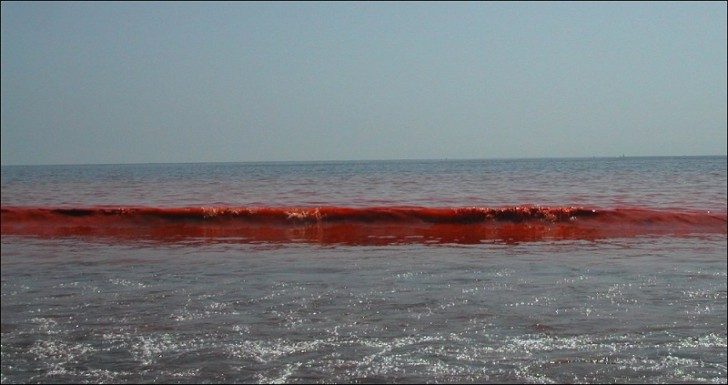 algea-red-tide-waves