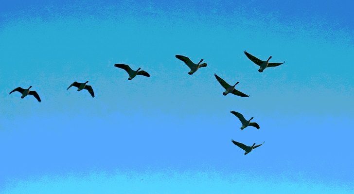 geese-flying