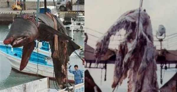 requin