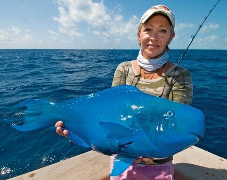 15.-Plava-riba-papiga-čudne-životinje-kakve-niste-videli-750x596