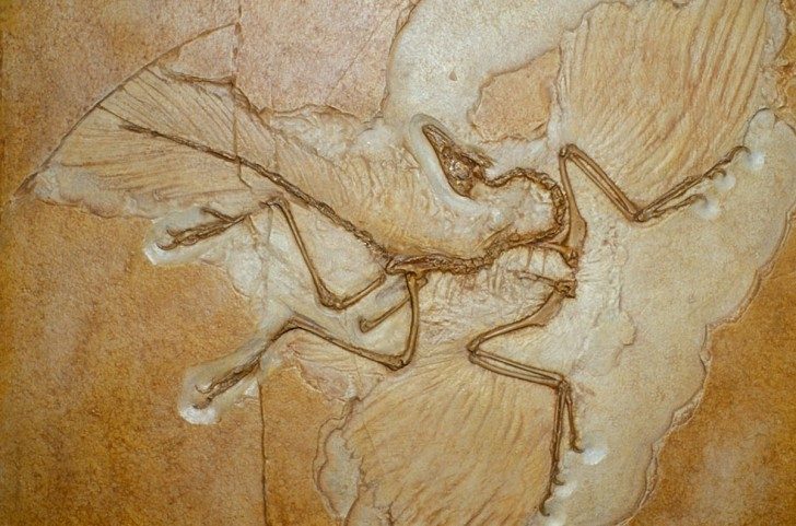 Archaeopteryx-fossil-001