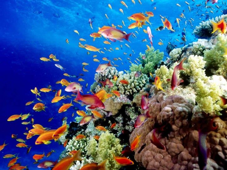 Great-Barrier-Reef-fish