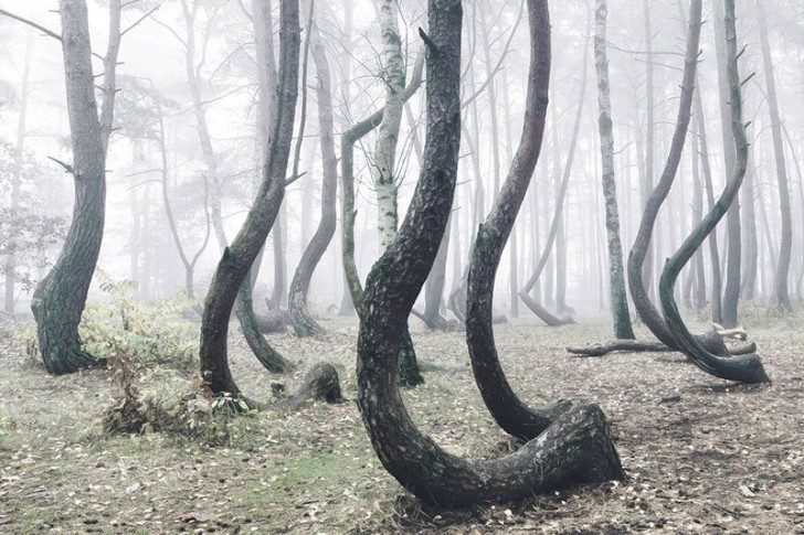 crooked-forest-in-poland-by-kilian-schoenberger-1