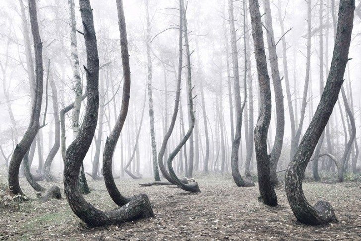 crooked-forest-in-poland-by-kilian-schoenberger-2