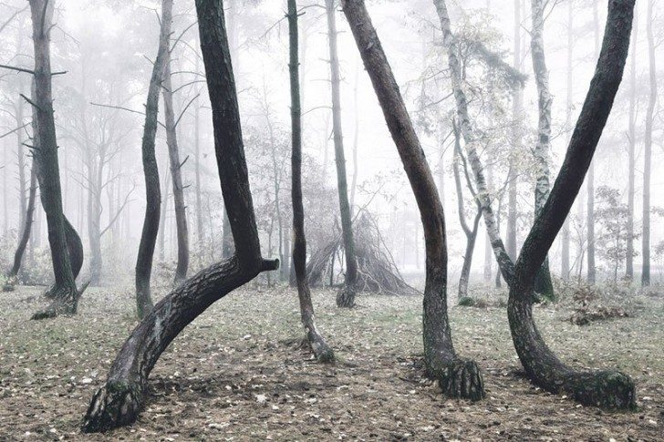crooked-forest-in-poland-by-kilian-schoenberger-3