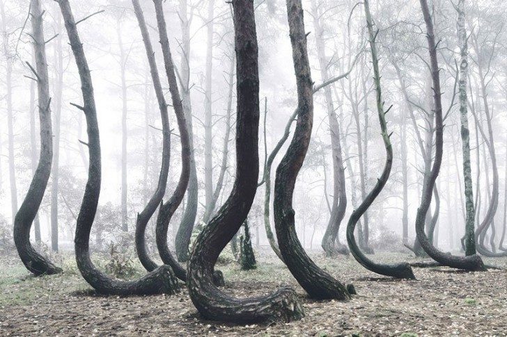 crooked-forest-in-poland-by-kilian-schoenberger-4