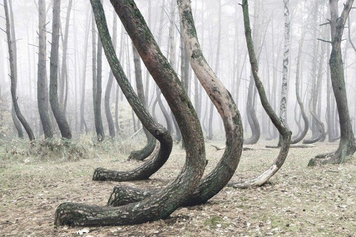 crooked-forest-in-poland-by-kilian-schoenberger-6