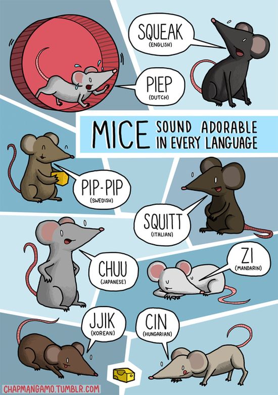 what_noises_do_animals_make_in_other_languages_02