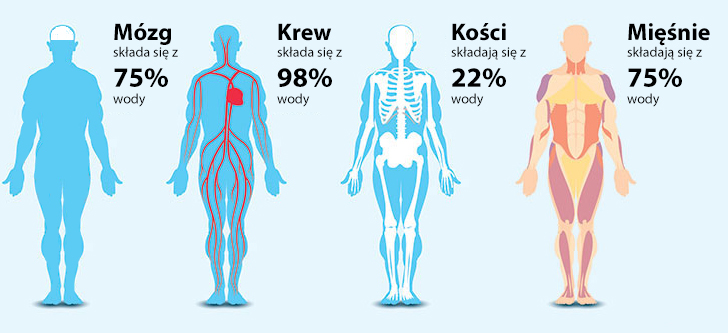 Woda W Organizmie 7619