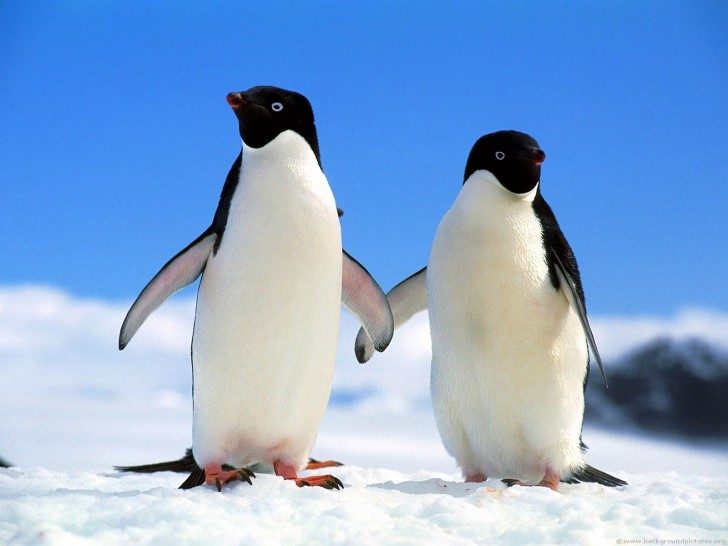 pingwiny-1-ciekawe