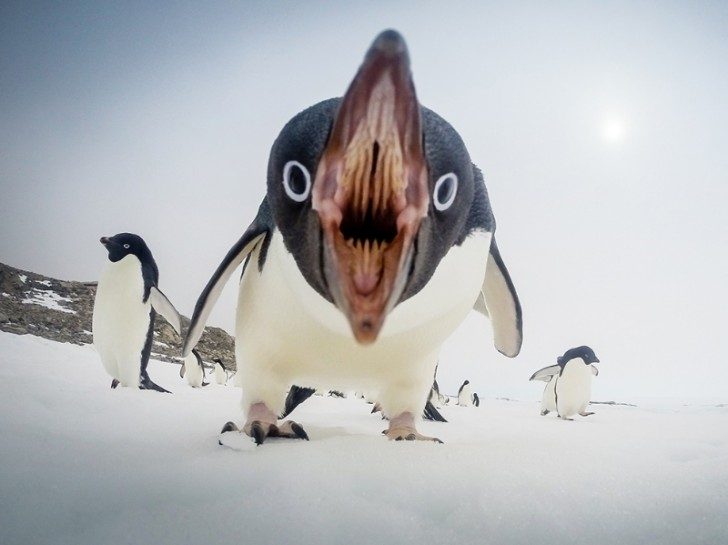 pingwiny-4-ciekawe