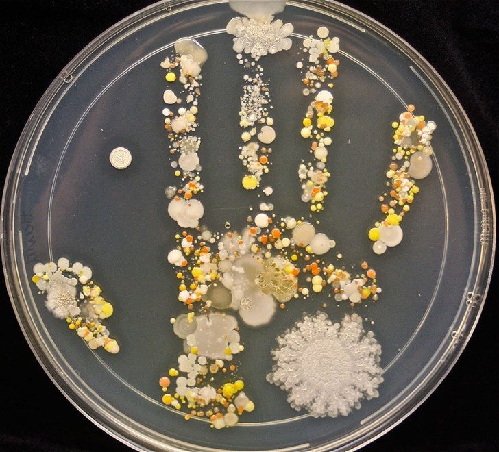 bakterie na dłoni
