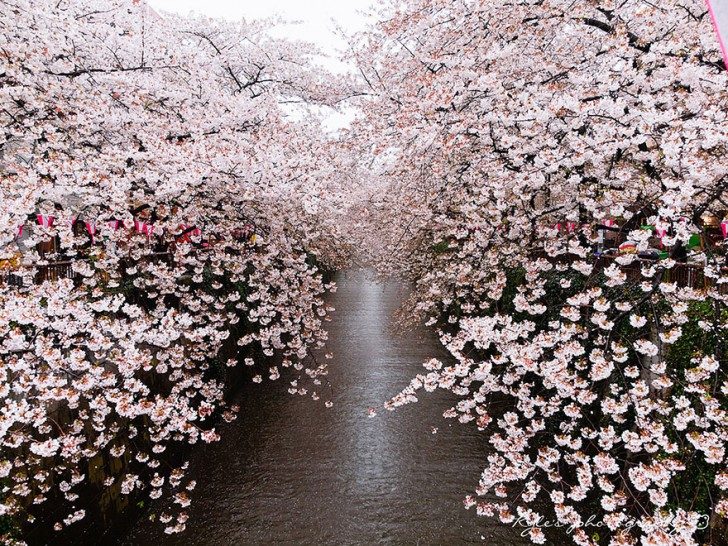 cherry-blossom-sakura-31