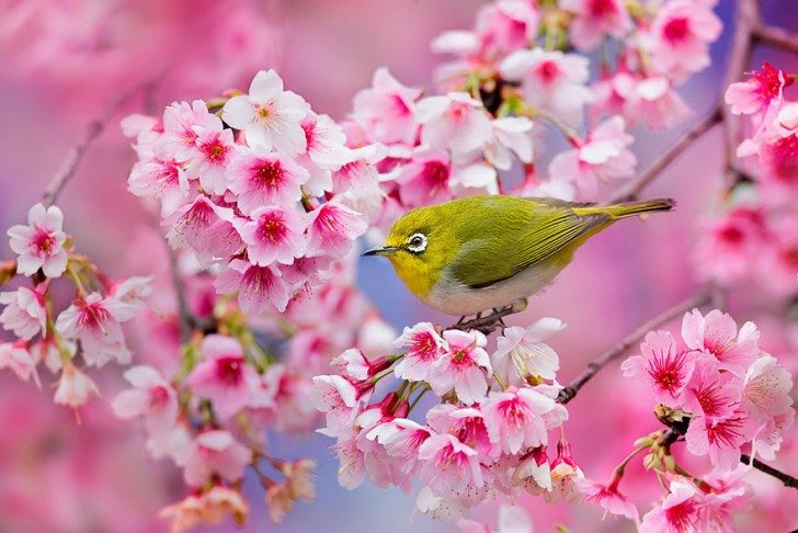 cherry-blossom-sakura-6